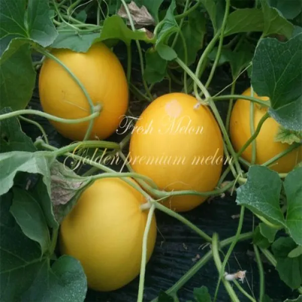 고령성산 양구메론5kg(3~6과) 신선함을 그대로 산지직송, 4과