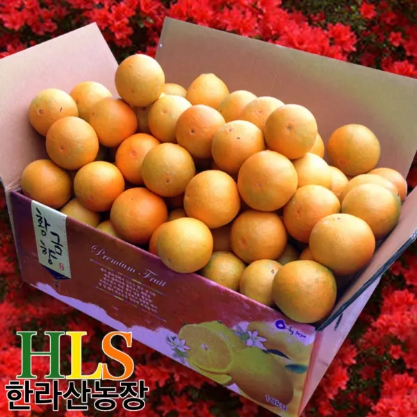 한라산농장 노지 황금향 5KG 농장직송 -불만족시 무료반품-