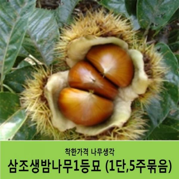 착한가격 나무생각 밤나무묘목 묶음상품, 삼조생밤나무1등묘(1단5주묶음)