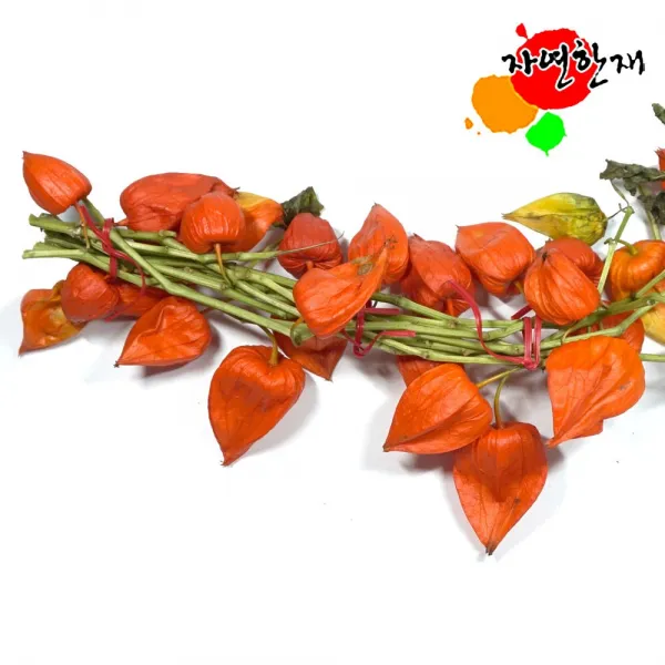 자연한재 국산 꽈리 50개 생