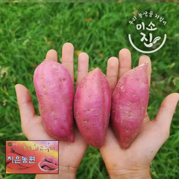 지은농원 호박고구마 100%리콜제 (중) 3kg 5kg 10kg 12월1일부터 순차발송, 중3kg