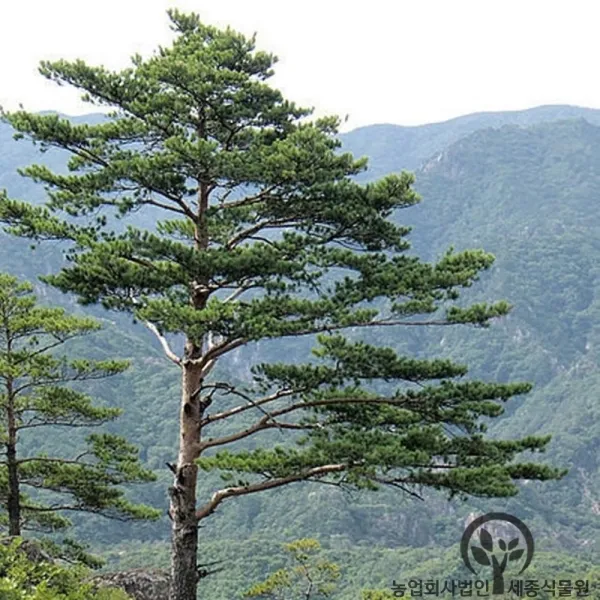  세종식물원 - 적송 소나무 21cm화분