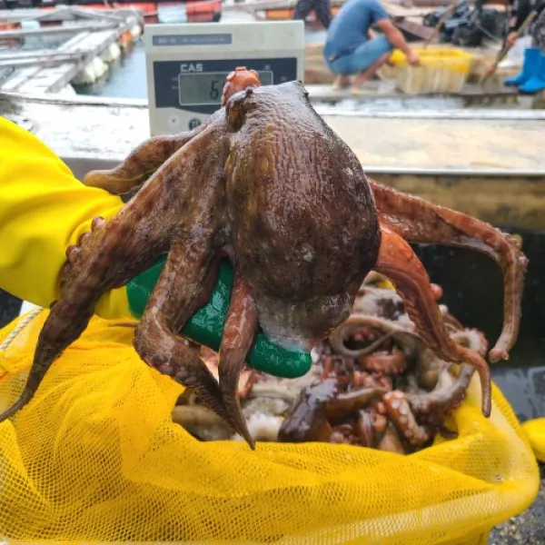 통수산 제철 자연산 돌문어1kg~, 돌문어1kg(1~3미)