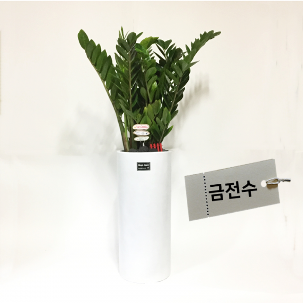 [목요일의 식물] 대형금전수 화이트 원통 FRP화분 100cm내외