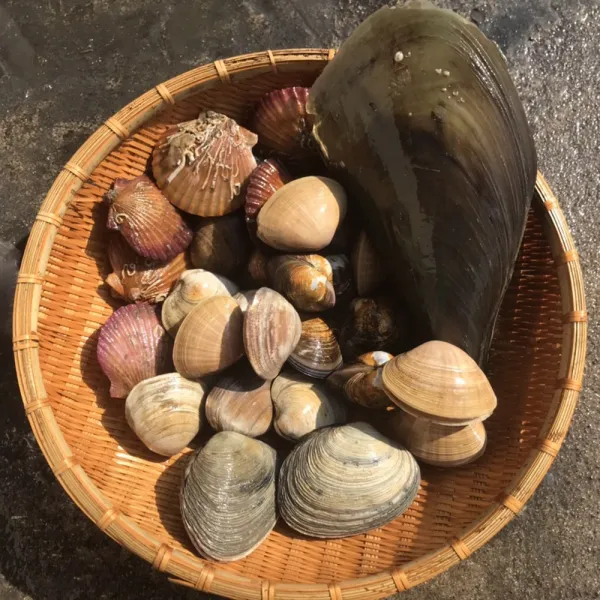 조개탕수산물 어패류 세트 6종 1kg 제철 캠핑모듬조개 해산물 바지락 째복 명주 갈미 백합조개 백상합 모시 뿔소라 대왕 참가리비구이 키조개 전복 삐뚤이소라 밀고동 돌조개 흠스수산 1개 2kg내외