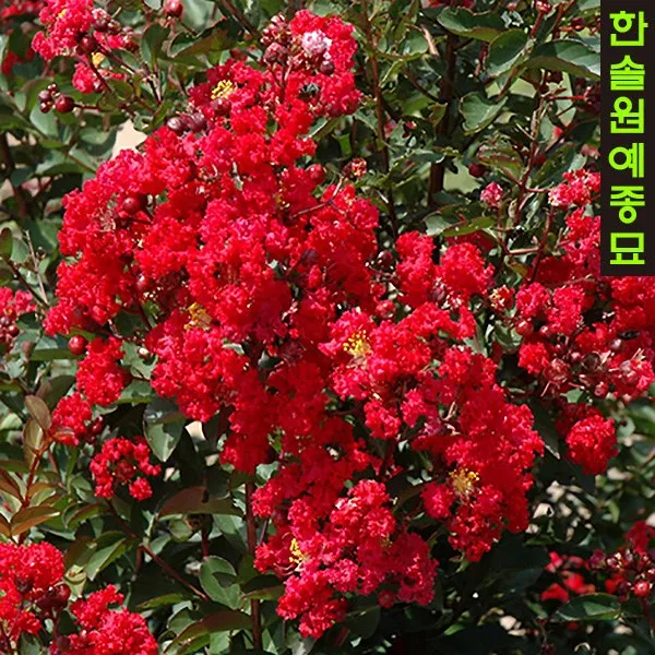 배롱나무 백일홍 묘목 3종 핑크벨로/다이나마이트/베스트레드 01 핑크벨로 H0.6m