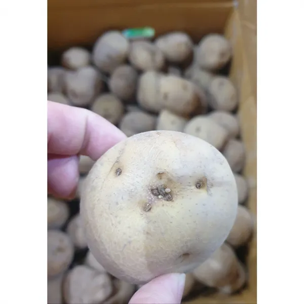 강원도 씨감자 수미 종자 감자씨 1kg 5kg 20kg