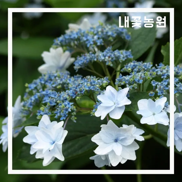별수국 7치 화분