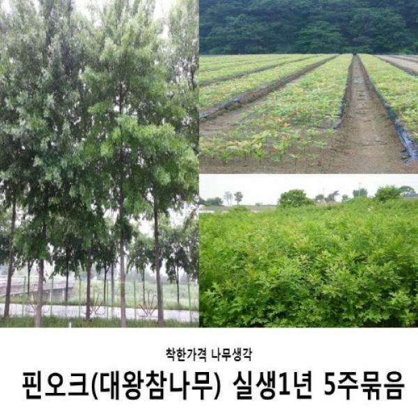 착한가격 나무생각 핀오크(대왕참나무)실생1년 5주묶음