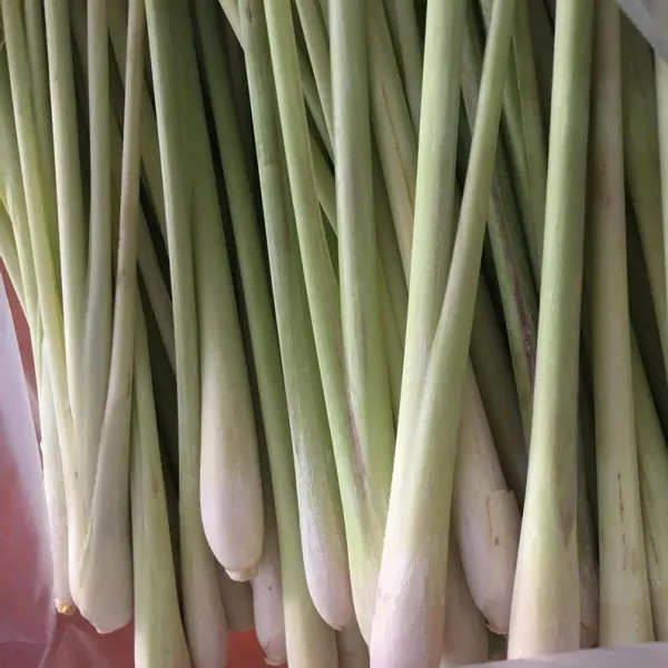 [J&J] Fresh 레몬그라스, 1팩, 1kg