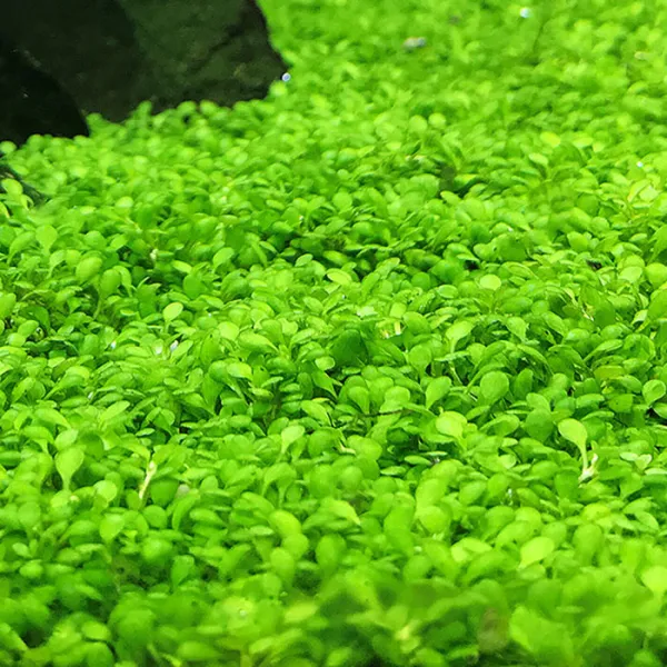 Prfish 전경수초 미니 티그마 엘라티네 종이컵 반컵 분량 1개