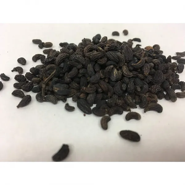 Trustworthy Herbs 광택 쥐똥 나무 열매 리구스토루무 잔디 고도계 과일 뉴 젠 보라색 여자 ?子, 선택, 상세설명참조