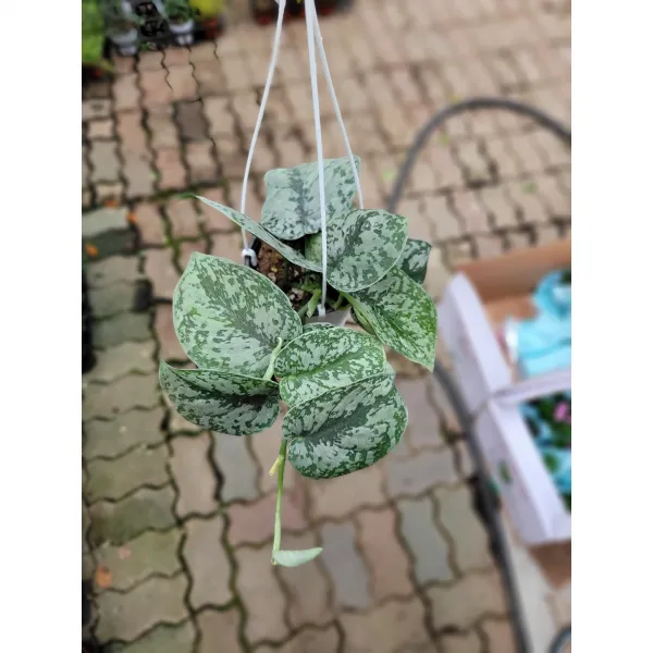스킨답서스픽터스실버리안 엔젤스킨 소품 30~45cm 69 행잉식물 공중식물