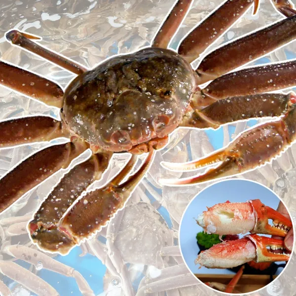 살아있는 활 A급 러시아산 박달대게 And 킹크랩_수율 90%내외의 최상급 1박스 활 러시아 박달대게3kg 2~3마리 