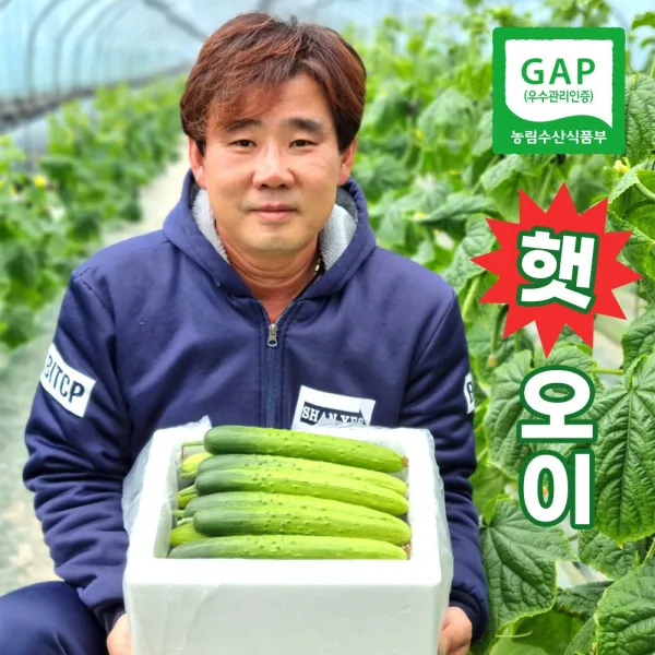 양주 바른농원 [인삼먹인] 백다다기 명품오이 2kg (10개입) 4kg (20개입) 10kg (50개입) 수분~가득 아삭하고 맛있는 백다다기 오이 (오이지용. 소박이용), 1박스 4kG 20개입