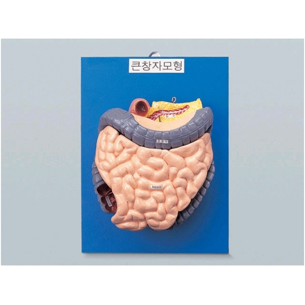 큰창자구조모형