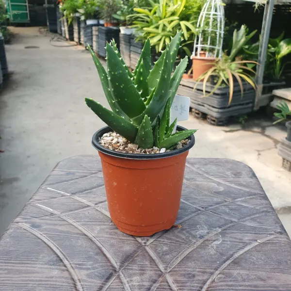 공룡꽃식물원(주) 불야성 다육식물 소품 10~25cm 19