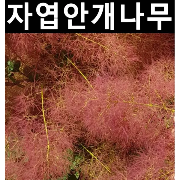 자엽안개 9치화분/나무 묘목/활엽수/정원용