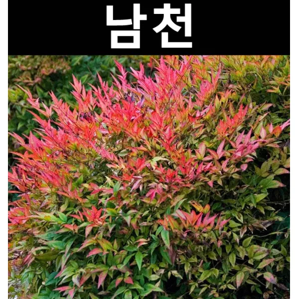 남천 키60cm내외(분)/나무 묘목/활엽수/조경수/관상수
