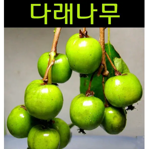 다래(일세다래) 삽목2년 포트/나무 묘목/과실수/유실수