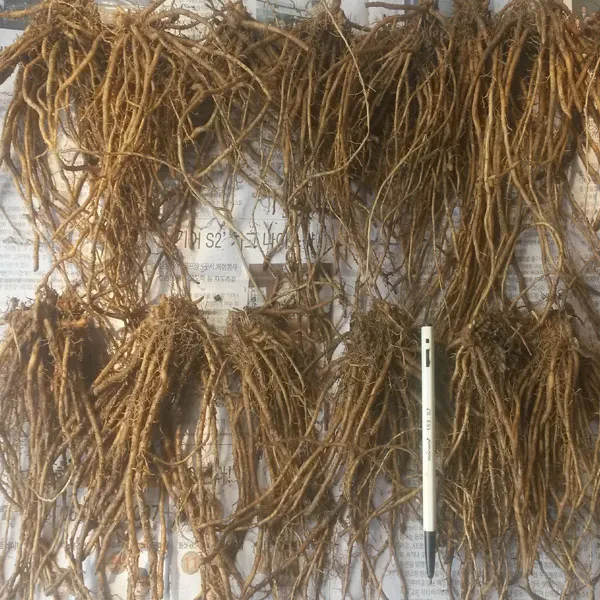 아스파라거스 2년생 대모종 10주 판매 아스파라거스 2년생 대모종 10주