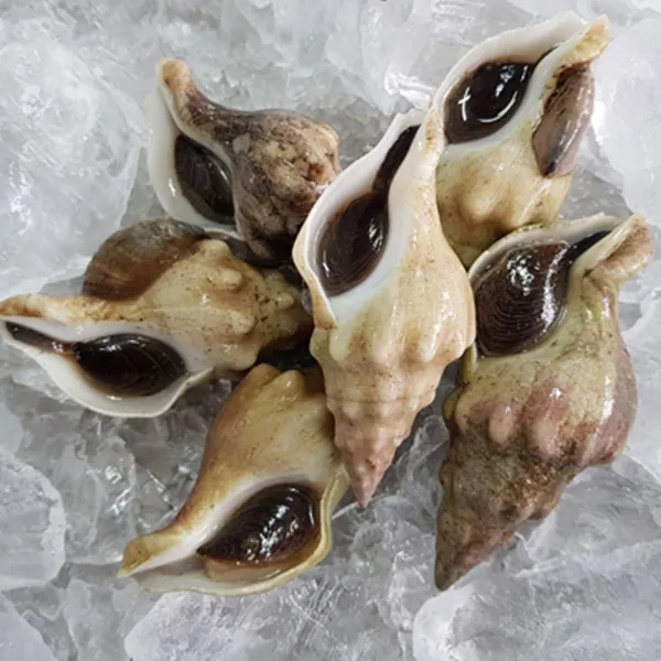통영애찬 자연산 돌고동2kg(25~45미내외), 단품