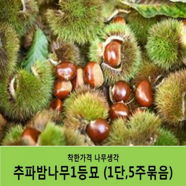 착한가격 나무생각 밤나무묘목 묶음상품 추파밤나무1등묘 1단5주묶음 