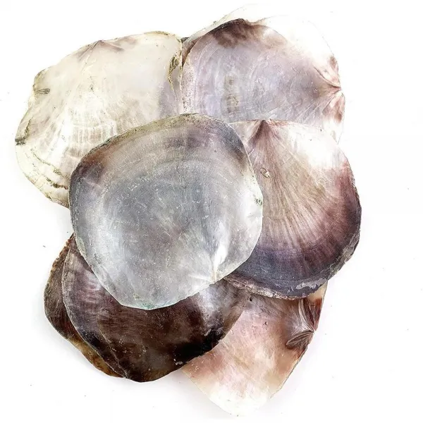  수입 월드 10 Pc 천연 안장 굴 바다 껍질 약 5인치 상세참조 상세참조