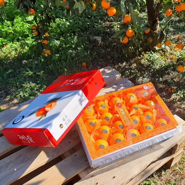 - 7일간 반짝할인 - 제주도 황금향 5kg 선물용레드 (19-25수) 제철을 맞아 더욱 풍성하고 향긋한 선물세트 박스무게포함