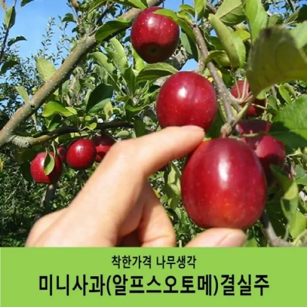 착한가격 나무생각 미니사과 알프스오토메 결실주