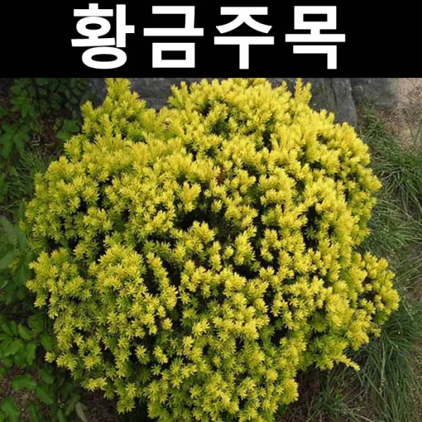 순수농원 황금주목 폭60cm 나무 묘목 상록수 조경용