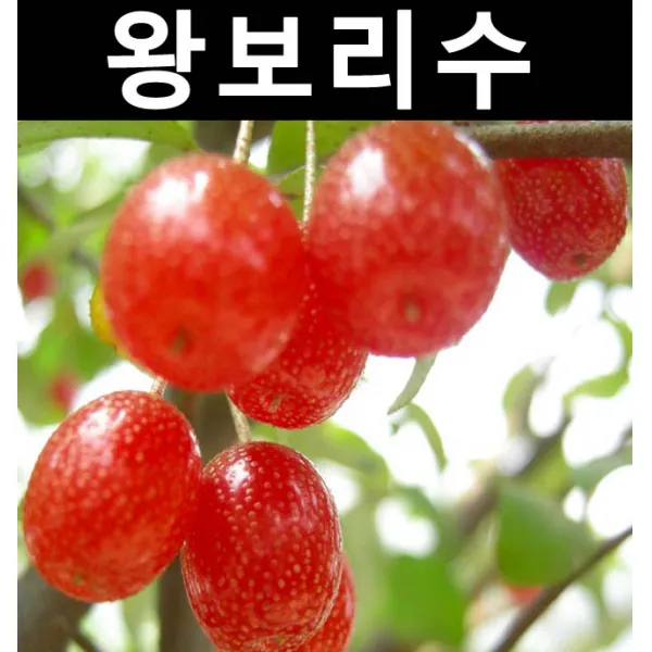 순수농원 왕보리수 R3 분 나무 묘목 과실수 유실수