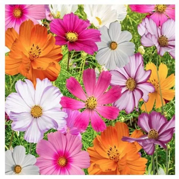 Cosmos Seeds In A Mixture Of 11 Varieties Long Blooming Period In All Zones 11 가지 품종이 혼합 된 코스모스 씨앗 1