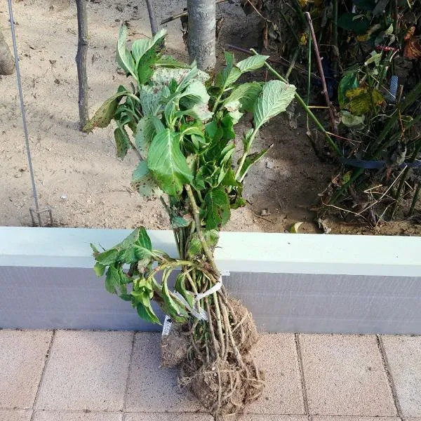 모종/묘목 수국 일반종 키 50~60cm내외 분 /5주 R0652