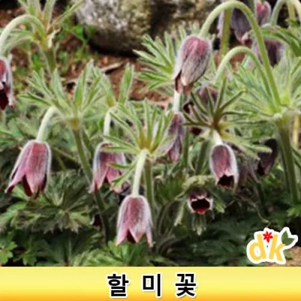 들꽃닷컴]야생화 다년초 할미꽃 포트모종 5개