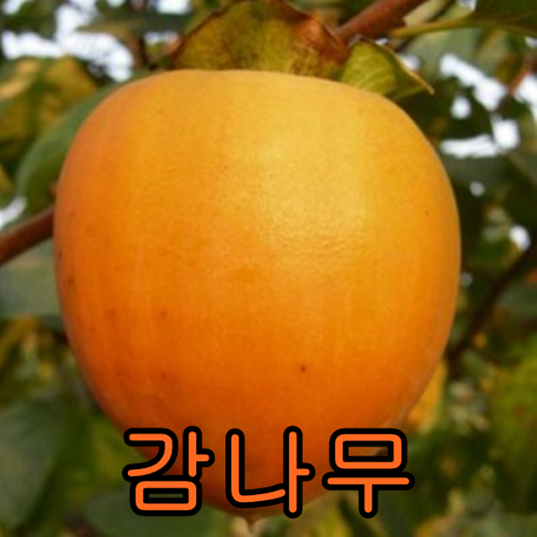 대봉감 접1년특 1그루+밤나무1 묶음 나무 묘목 과일나무 유실수