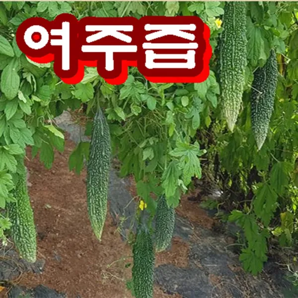 푸드품격 여주의 쓴맛을 잡은 유기농 여주즙 50포 친환경 무농약 여주 100% 당뇨여주즙 여주엑기스 여주진액 여주추출물 생여주즙, 저온추출공법 무농약 여주즙 50포 여주 100%