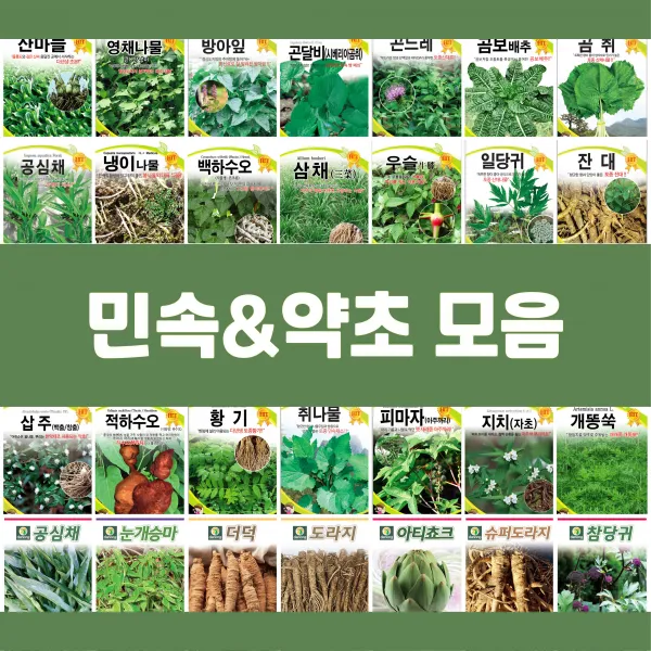 민속 채소 씨앗 종자 약초 도라지 더덕 공심채 잔대 냉이 고들빼기 방아잎 곤드레 당귀 텃밭, 37.달래