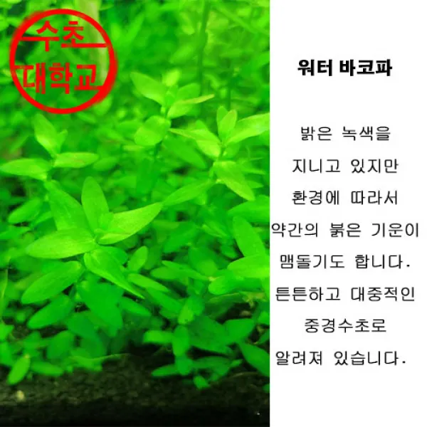 수초대학교 튼튼수초 워터바코파 5촉특가