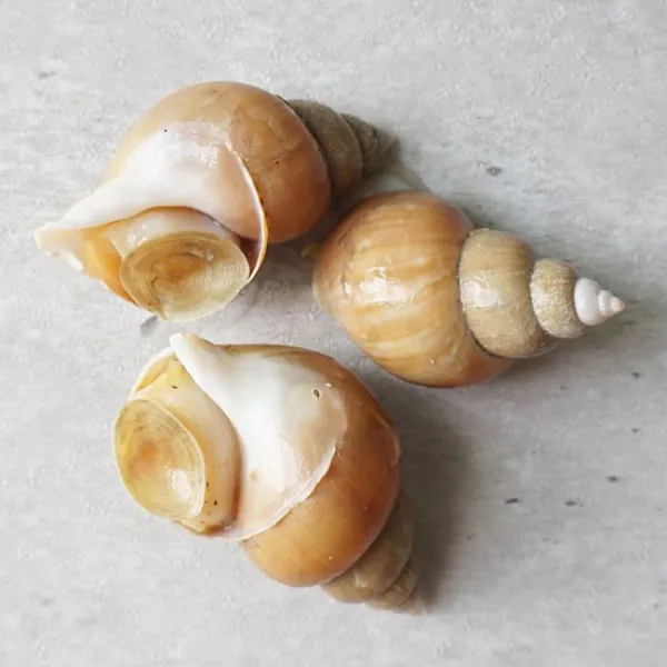 당일조업 포항 활 백고동백골뱅이 1kg, 백고동(백골뱅이) 1kg(20미 내외), 상세설명 참조