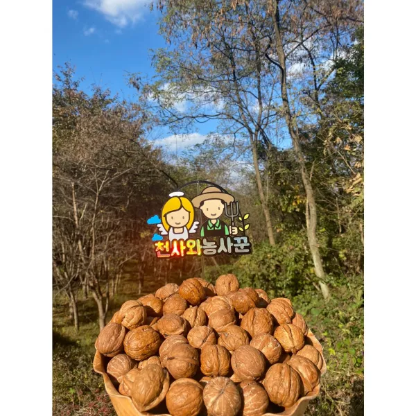 2022년 국산 햇 호두 국산호두 견과류 간편식 500g 1Kg, 햇호두 1Kg