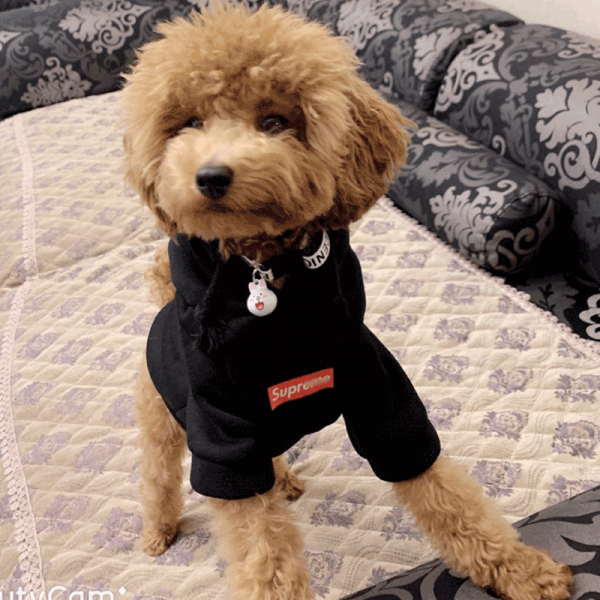 Apr.29 245번 패션 넷 홍커키비 애견 보메테디베어 법두 가을겨울복 강아지 옷Z, 트 렌 디 한 맨투맨 블랙