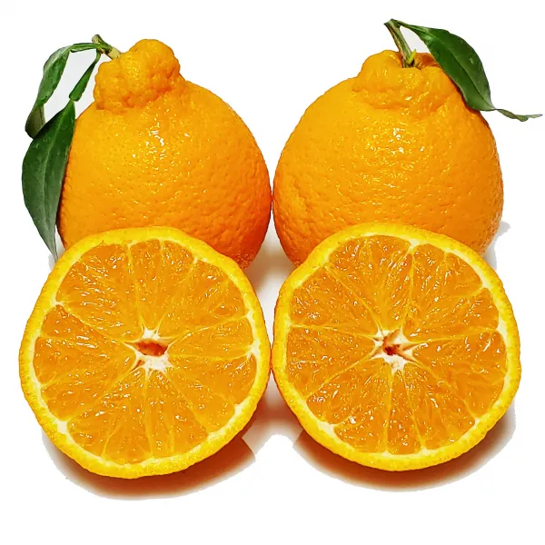 [제주의맛] 새콤달콤한 한라봉 산지직송 선물용 가정용, 가정용포장, 한라봉 중과 3kg(13~16과)