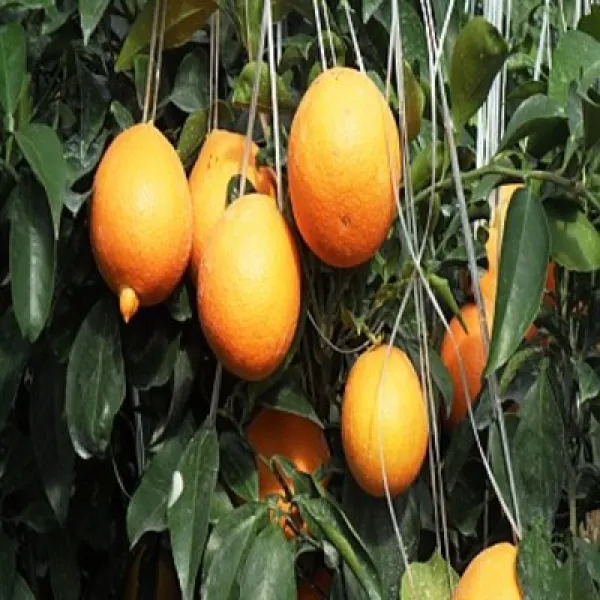 3년생 황금향나무/ 천혜향 레드향 황금향 묘목 가정원예 농가과수용