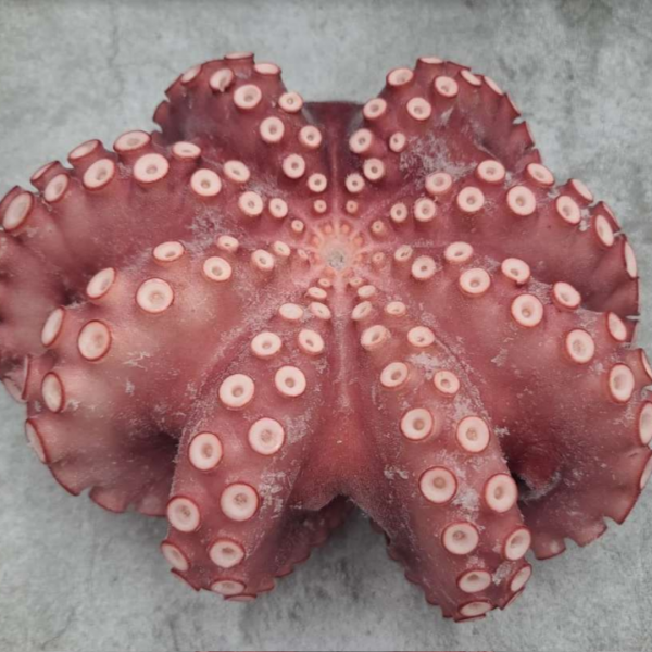 국산 냉동 제수용 자숙문어 1마리 1kg 1.5kg 2kg 3kg 사이즈, 1. 제수용 자숙문어 1kg 한마리