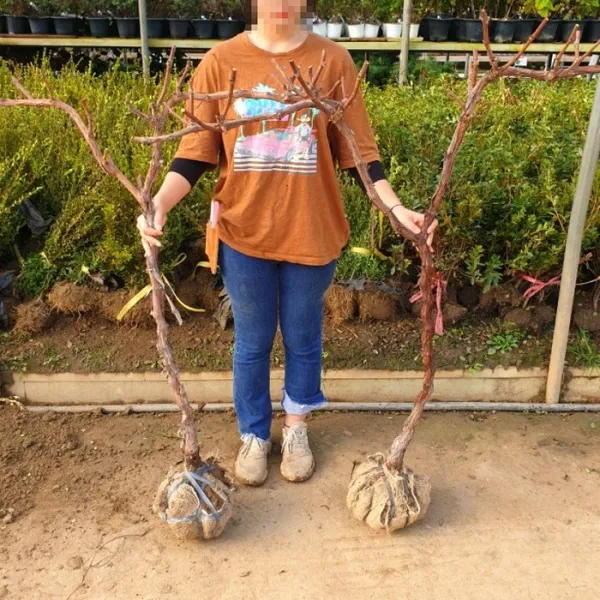 과수 포도나무 켐벨 결실주 묘목 분 