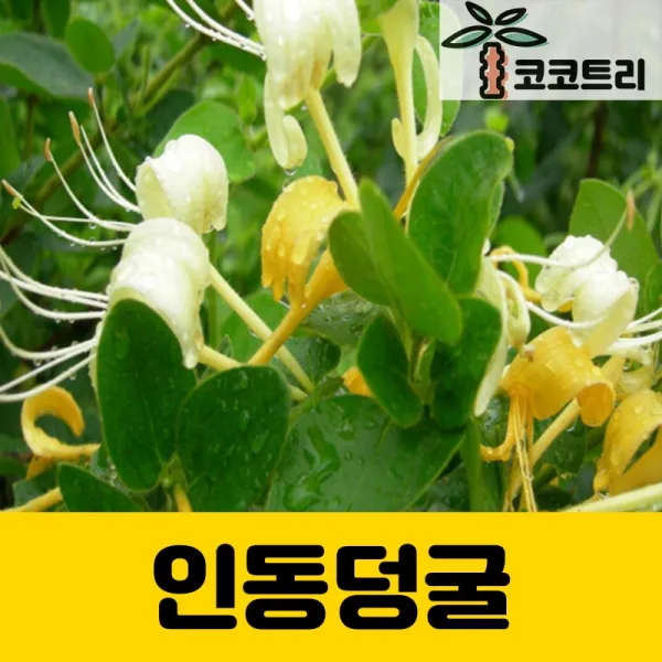 [코코트리] 인동덩굴(인동초) 포트묘, 1개, 1개