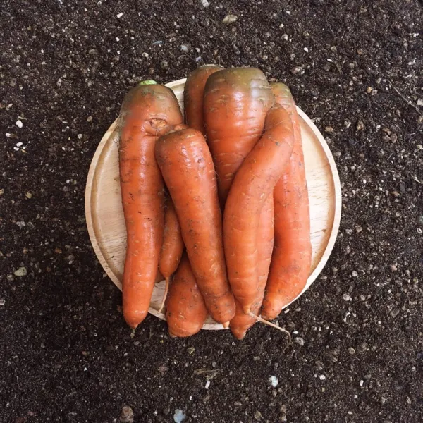 국산 한박스 햇 못난이 제주 구좌 당근 5kg 10kg 1박스 5kg