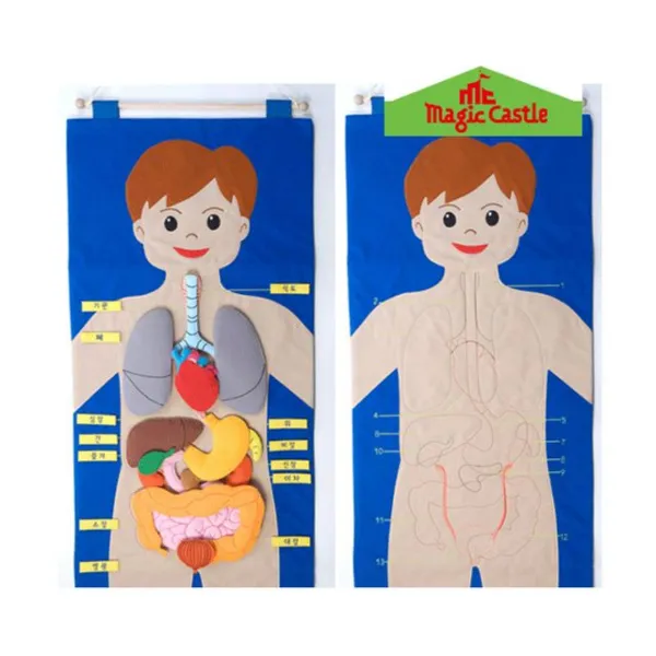  달몬 매직캐슬 차트 신체기관 한글 3045 교육차트 Dlmon+013475ea 옵션 : 본상품선택 옵션 : 본상품선택 옵션 : 본상품선택