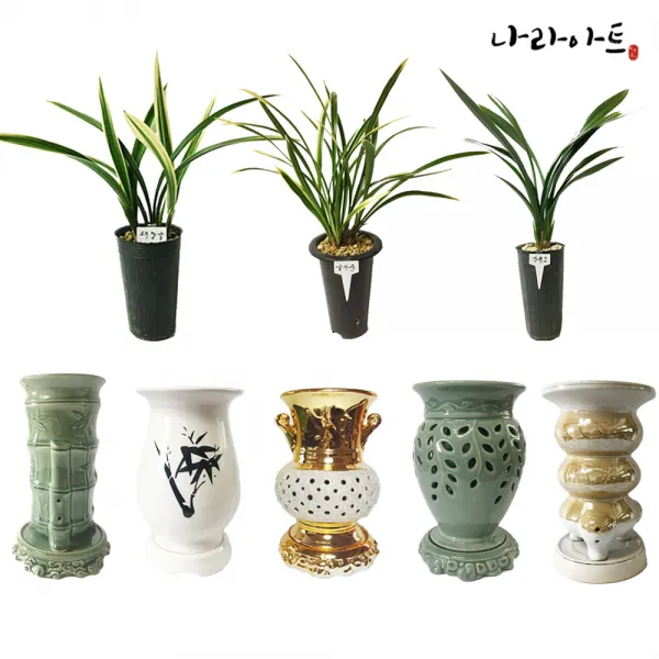 나라아트 동양란 난화분 모음, 12. 천금(대)
